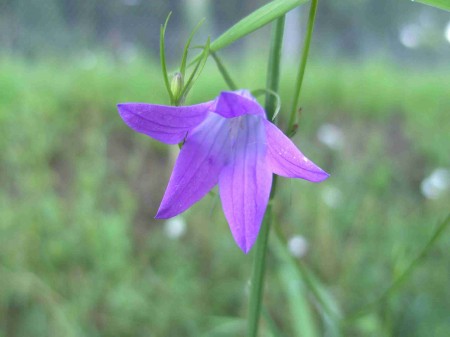 Campanule étalée : détail